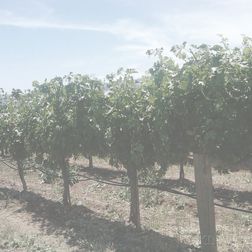 Louis Roederer Brut 1979